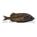 Legless Searsid - Platytroctes apus - otherfish - Osmeriformes