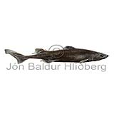 Black Dogfish - Centroscyllium fabricii - Sharks - Squaliformes