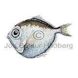 Silver spinyfin - Diretmus argenteus - otherfish - Beryciformes