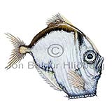 Transparent Hatchetfish - Sternoptyx diaphana - lightfishesanddragonfishes - Stomiiformes