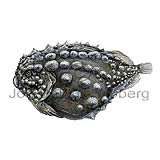 Atlantic Spiny Lumpsucker - Eumicrotremus spinosus - rockfishscorpionfishes - Scorpaeniformes