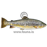 Brown Trout - Salmo trutta - Salmons - Salmoniformes