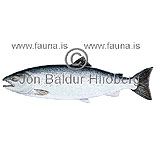 Coho salmon - Oncorhynchus kisutch - Salmons - Salmoniformes