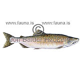 Pink salmon - Oncorhynchus gorbuscha - Salmons - Salmoniformes