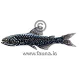 Rakery Beaconlamp - Lampanyctus macdonaldi - otherfish - Myctophiformes