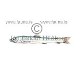 Nansenia oblita - Nansenia oblita - otherfish - Osmeriformes