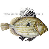 John dory - Zeus faber - otherfish - Zeiformes