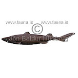 Velvet belly lantern shark - Etmopterus spinax - Sharks - Squaliformes