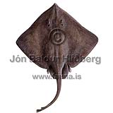 Spinetail Ray - Bathyraja spinicauda - skatesandrays - Rajiformes