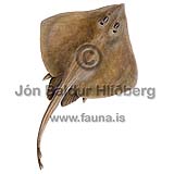 Shagreen Ray - Leucoraja fullonica - skatesandrays - Rajiformes