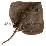 Prickled Ray - Malacoraja spinacidermis - skatesandrays - Rajiformes