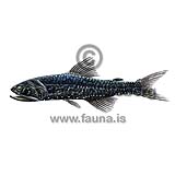 Fenrislaxsld - Lampanyctus crocodilus - adrirfiskar - Laxsldir