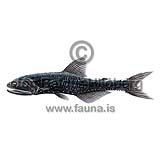 Lanternfish - Nannobrachium atrum - otherfish - Myctophiformes
