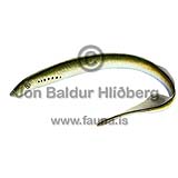 European river lamprey - Lampetra fluviatilis - otherfish - Hyperoartia