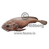 Pallid sculpin - Cottunculus thomsonii - rockfishscorpionfishes - Scorpaeniformes