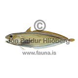 Mrubrir - Guttigadus latifrons - thorskfiskar - orskfiskar
