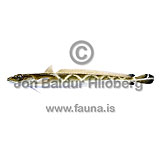 Bllanga - Molva dypterygia - thorskfiskar - orskfiskar