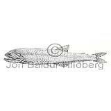 Elongated Bristlemouth - Gonostoma elongatum - lightfishesanddragonfishes - Stomiiformes