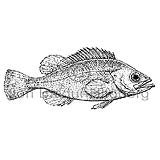 Golden redfish - Sebastes marinus - rockfishscorpionfishes - Scorpaeniformes