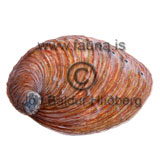 Abalone - Haliotis rufescens - Molluscs - Mollusca