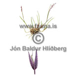 Ttulngresi - Agrostis vinealis - annargrodur - Grasatt
