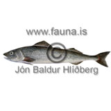 Alaska orskur - Anoplopoma   fimbria - thorskfiskar - orskfiskar
