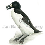 Great Auk - Pinguinus impennis - Alcids - Alcidae