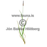 Meadow Foxtail - Alopecurus pratensis - otherplants - Poaceae