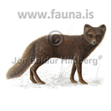 Arctic fox - Vulpes lagopus - Velji category - canidae
