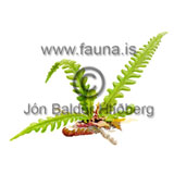 Hard Fern - Blechnum spicant - Ferns - Athyriaceae