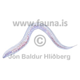 Nematode, C. elegans,  - Chaenorhabditis elegans - adrirhryggleysingjar - Velji undirflokk