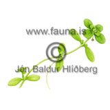 Common Water-starwort - Callitriche stagnalis - Dicotyledonous - Callitrichaceae