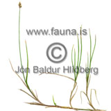 Vetrarkvastr - Carex chordorrhiza - annargrodur - Starartt