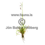 Looseflower alpine sedge - Carex rariflora - otherplants - Cypriniformes