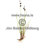 Hrafnastr - Carex saxatilis - annargrodur - Starartt