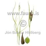 ekkt starartegund - Carex sp. - Velji yfirflokk - Starartt