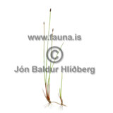 Slender Spike-rush - Eleocharis uniglumis - otherplants - Cyperaceae