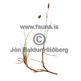 Flastr - Carex limosa - annargrodur - Starartt