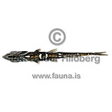 Marangi - Holtbyrnia macrops - adrirfiskar - Glitfiskar