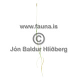 Meadow Barley - Hordeum seculinum - otherplants - Juncaceae