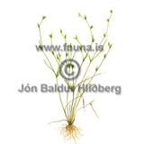 Toad Rush - Juncus bufonius - otherplants - Juncaceae