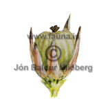 Thread Rush - Juncus filiformis - otherplants - Juncaceae