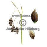 Loose flowered Sedge - Carex rariflora - otherplants - Cyperaceae