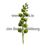 Horblaka - Menyanthes trifoliata - annargrodur - Horblkutt