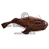 Anglerfish - Lophius piscatorius - anglerfishes - Lophiiformes