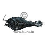 -dreamer - Oneirodes carlsbergi - anglerfishes - Lophiiformes