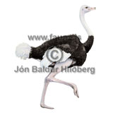 Ostrich - Struthio camelus - otherbirds - Velji subcategory
