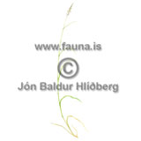 Reed canary grass - Phalaris arundinacea - otherplants - Poaceae