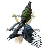 Magpie - Pica pica - otherbirds - Corvidae