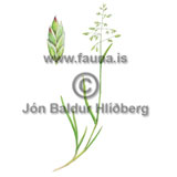 Annual bluegrass - Poa annua - otherplants - Poaceae